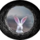 rabbithole User Avatar
