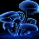 mushroom77 User Avatar