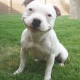 frostdog User Avatar