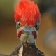 peckerhead User Avatar