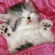 sleepingsociety User Avatar