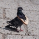 breadcrums User Avatar