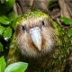 kakapo User Avatar