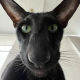 blueberryeyes User Avatar
