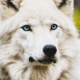 whitowolf User Avatar