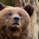 thebear77 User Avatar