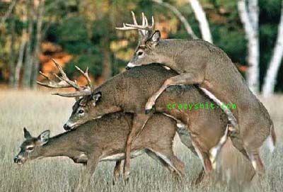 Deer Threesomes