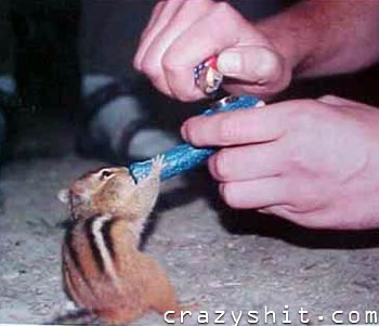 Even Chipmonks Like to Get High