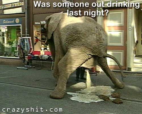 Do Elephants Go Out Drinking....We Have Actual Proof!