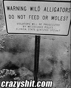 WARNING: Wild Alligators