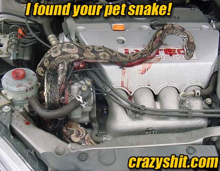 I Found Your Pet Snake that You Lost!