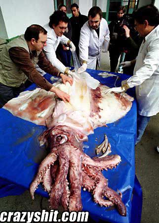 That's One Big Squid!!!