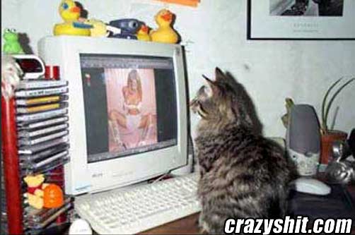 Have You Seen Porno Kitty?
