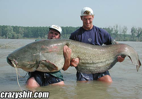 This Is One Big Fucking Catfish