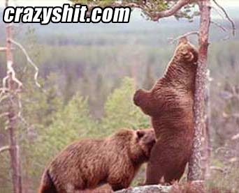What Bears Really Do In The Woods