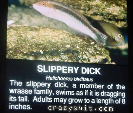 Slippery Dick