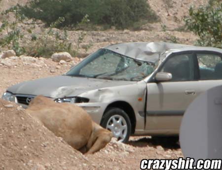 You Though Deers Were Bad, Check Out What a Camel Can Do