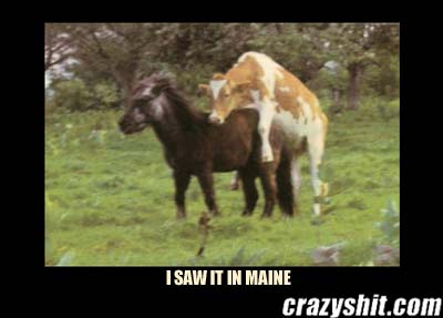 Strange Things Happen In Maine