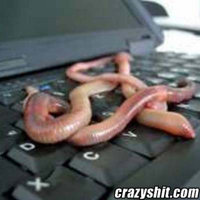 Worms Can Cause Serious Computer Problems