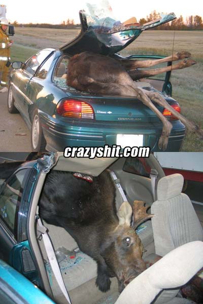 # 1 Reason You Shouldn't Let A Moose Drive