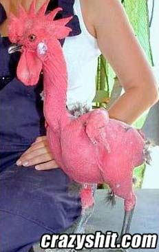 I Like My Cock Shaved