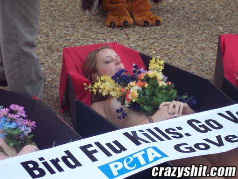 Bird Flu Attacks!!!
