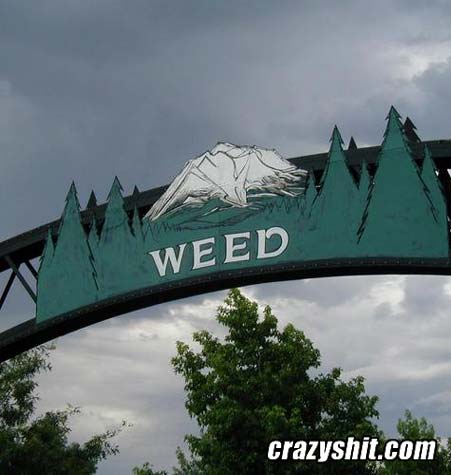 Welcome To Weed