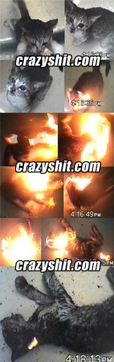 Cat Set On Fire