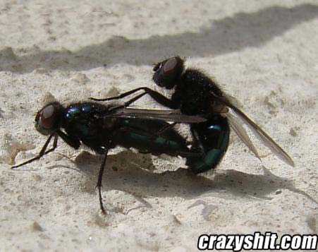 Couple Of Love Bugs