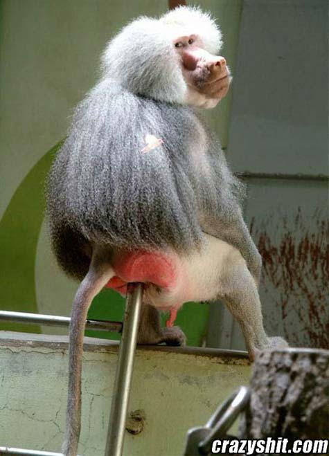 A Homosexual Monkey