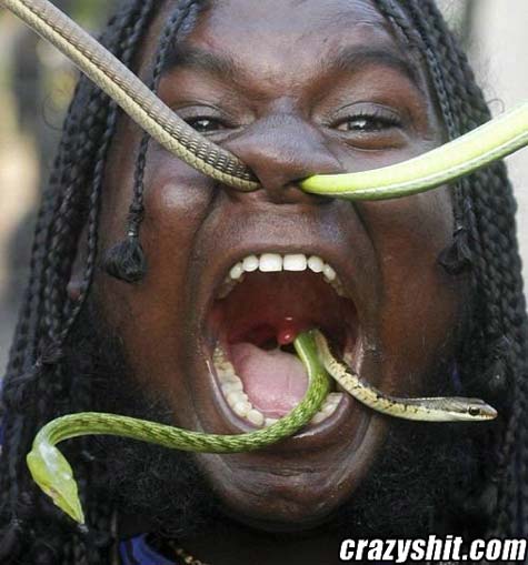 Tongue Of A Snake