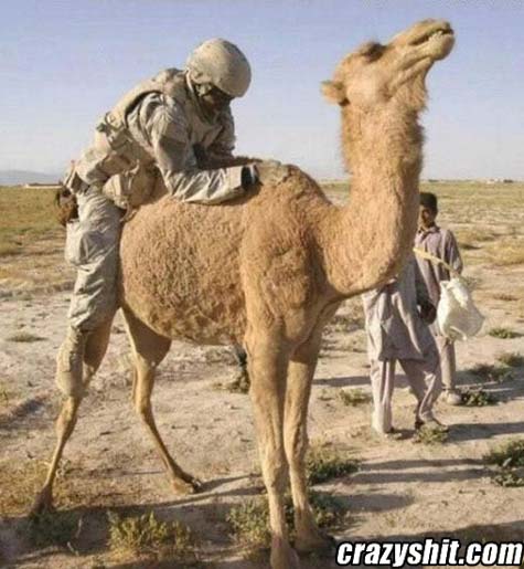 Camel jockeys WANTED!