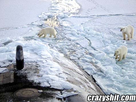User Submitted : Polar Bears Find A Sub