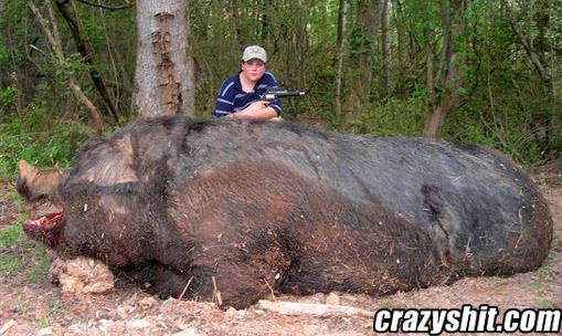 What do you do when you find a thousand pound hog?