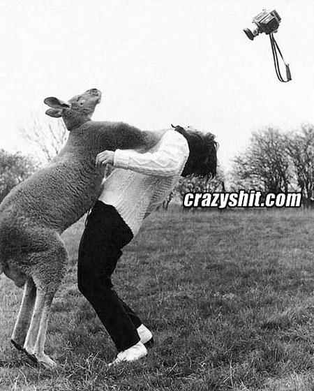 Punchy the kangaroo