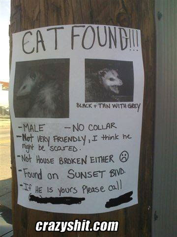 Is this your cat?