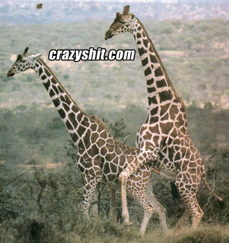 Two giraffes doin the hump