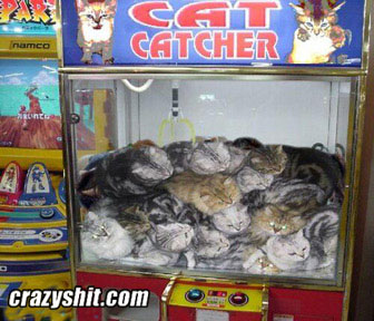 Play the Cat catcher!