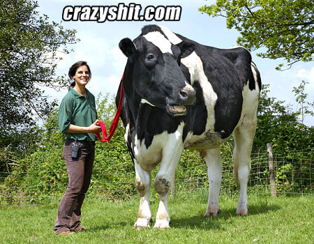 One big ass cow