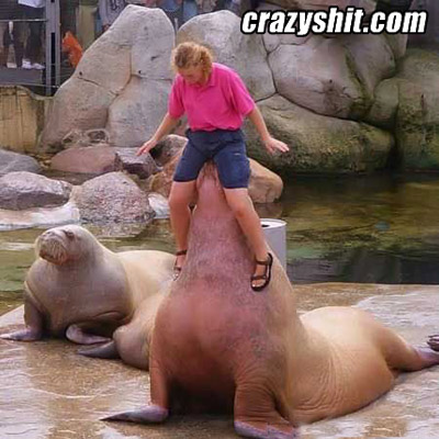 Walrus likes fish