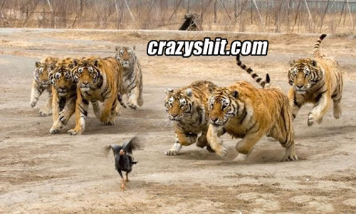 catch a chicken by the tiger