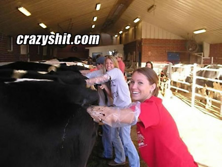 CrazyShit Hand in the cows