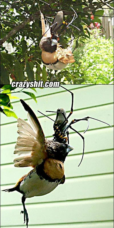 Along came a bird and a spider ate it