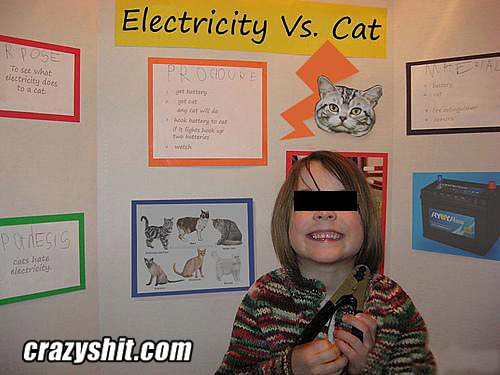 Cat vs electricity
