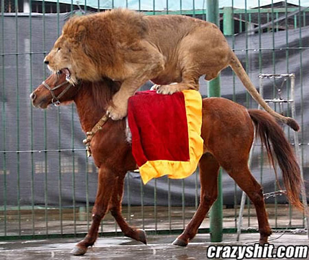 Lion riding a horse