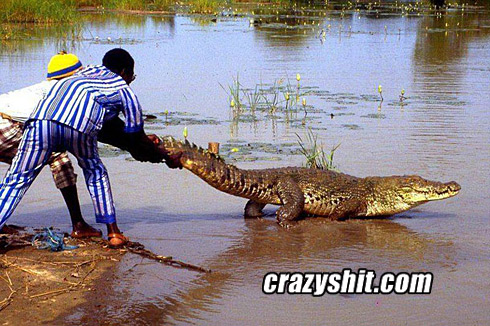 Alligator feeding time