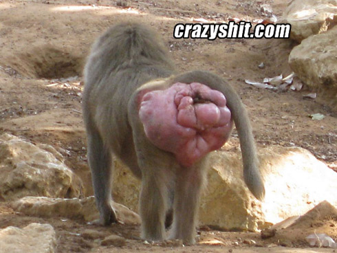 Swollen monkey ass