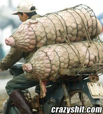Pig delivery... Fresh!!!