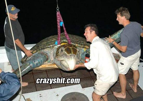 One big ass sea turtle
