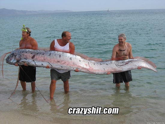 three guys catch huge fucking eel